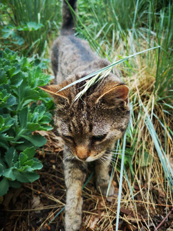 Picture with the main camera (12 MP, 4:3)