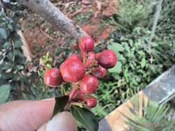 Macro shots turn out to be unusable