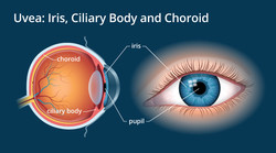 Our pupils are constantly dilating and contracting. By periodically refocusing, we can relax the muscles that control our pupils and give our eyes a break. (Image via AllAboutVision.com)