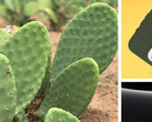 Cacti: now for smartphone protection. (Source: Otterbox)