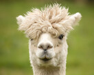 Resembles a llama, like ALPACA resembles the LLAMA (Lyman-alpha measurement apparatus). (Image: pixabay/wagrati_photo)