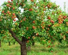The tree that inspired a trillion-dollar brand (Image source: Harvest to Table)