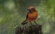 Awe-inspiring oil paintings and water color pictures can be created with the included Nvidia Dabbler and DirectStylus.
