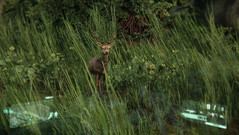 In some levels you even discover animals. In some levels you even discover animals.