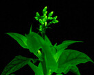 A petunia glows in the night. This is not natural. (Source: Bio Light)