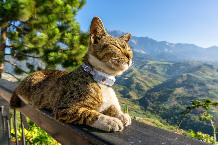 The Weenect XS GPS tracker can be used to track cats and dogs. (Image source: Weenect)