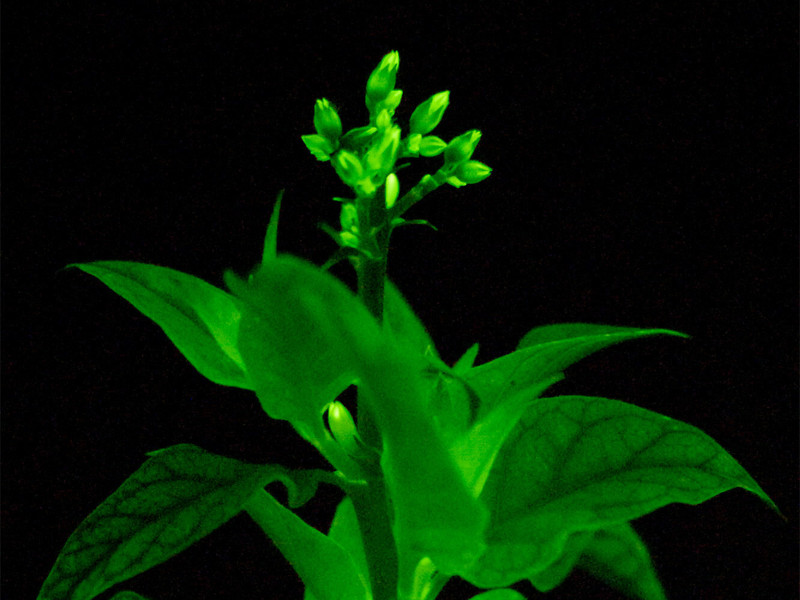Glowing houseplants: Pre-order in the USA for spring