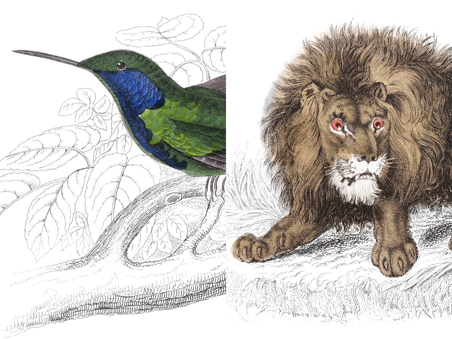 A designer just put 1,300+ restored 19th-century wildlife illustrations online for free