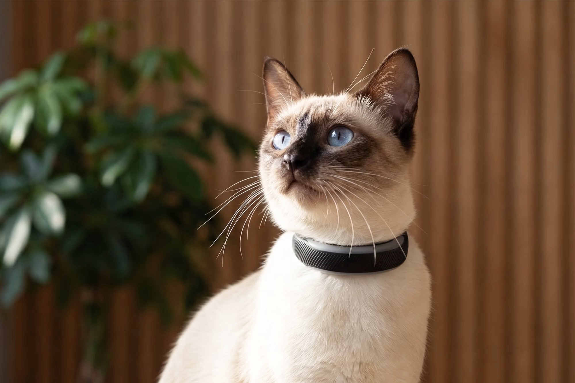 Fitness tracker for pets tracks dogs and cats via GPS