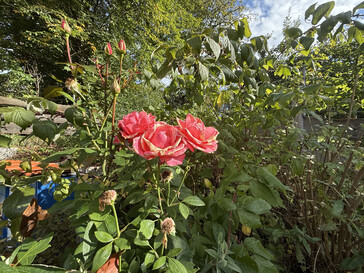 Photo taken using ultra-wide-angle camera