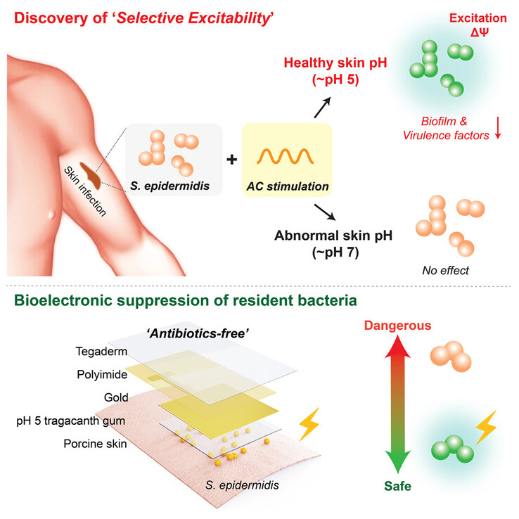 A depiction of how electrical signals can trigger or 'excite' S. epidermidis. (Image source: Device)