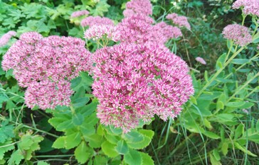 Picture taken with main camera