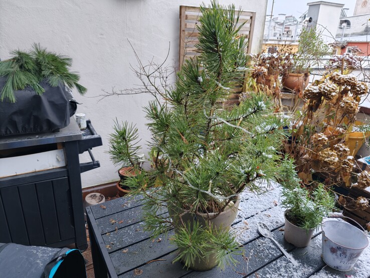 A photo of a plant taken with the Oppo Find X9. (Image source: Notebookcheck)