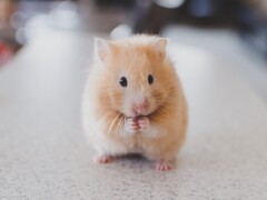 A crypto-trading hamster, such as this member of the same species as Mister Goxx, can under certain cicrumstances make more profit than human investors (Image: Ricky Kharawala)