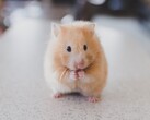 A crypto-trading hamster, such as this member of the same species as Mister Goxx, can under certain cicrumstances make more profit than human investors (Image: Ricky Kharawala)