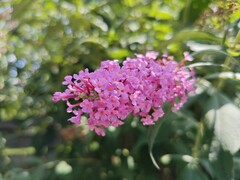 Photo from the main camera