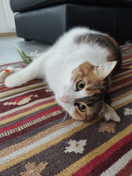 Recording with the main camera