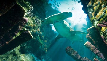 The underwater world is also expected to feature whales, rays, sea turtles and jellyfish.