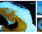 A 250 × 350-pixel multicolor fluorescent tiny image of a macaw, produced by photolithography.