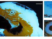 A 250 × 350-pixel multicolor fluorescent tiny image of a macaw, produced by photolithography.