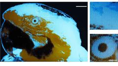 A 250 × 350-pixel multicolor fluorescent tiny image of a macaw, produced by photolithography.