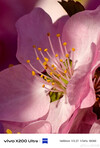 (Image source: Vivo)