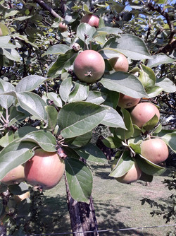 Photo taken with the front-facing camera