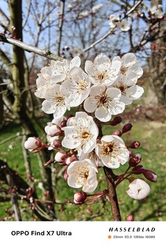 Picture taken with the main camera
