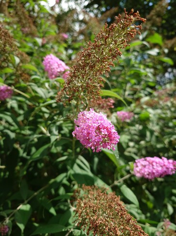 Photo taken using main camera