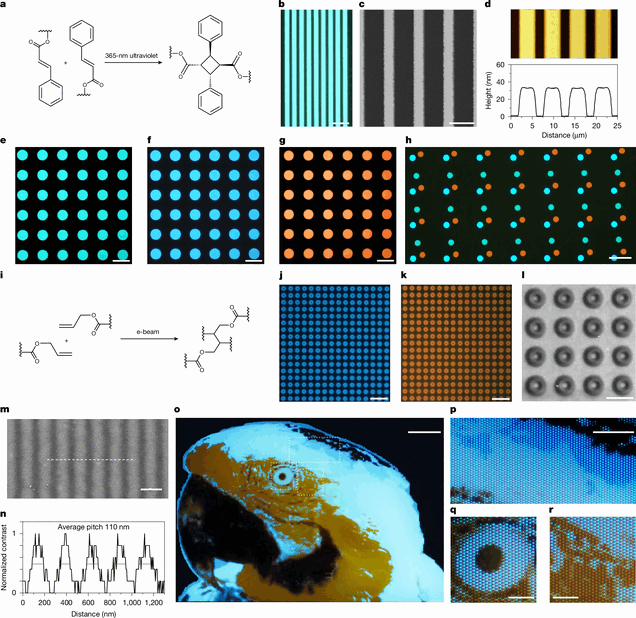The research team used UV-photolithography to pattern light-emitting polymers into microscopic structures, including the macaw test image shown at the bottom.