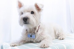 Kenko Tokina launches toy camera Pieni M to the delight of Polaroid and impressionism lovers. (Source: Kenko Tokina)