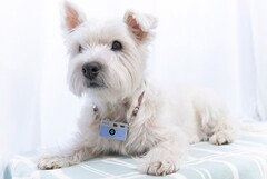 Kenko Tokina launches toy camera Pieni M to the delight of Polaroid and impressionism lovers. (Source: Kenko Tokina)