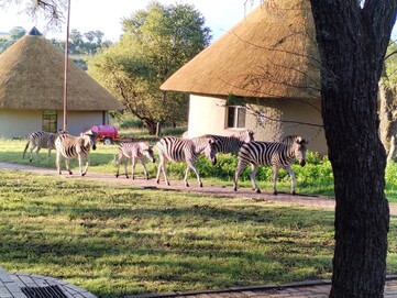 Zebra's causally walking through the accommodation area (Image source: Darryl Linington - Notebookcheck)