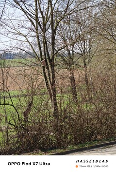 Picture taken with the tele camera (3x optical zoom)