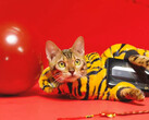 A 'tiger' with a RedMagic phone. (Source: RedMagic)