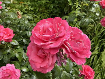 Picture taken with the main camera