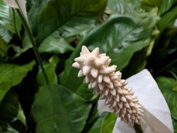 Macro shot with the ultra-wide lens