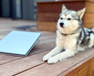 Starlink Mini next to a mini husky (image: Michael Nicolls/X)