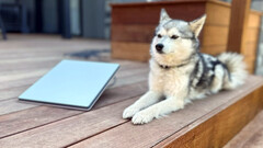 Starlink Mini next to a mini husky (image: Michael Nicolls/X)