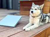 Starlink Mini next to a mini husky (image: Michael Nicolls/X)