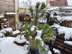 Motorola Signature: Sample photo