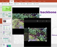 Microsoft Office 365 February update with direct image capture/crop and more