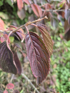 Photo taken using main camera