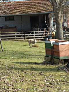 Main camera (6x zoom)