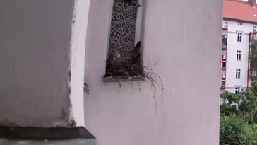 Nesting pigeon, 4x enlarged