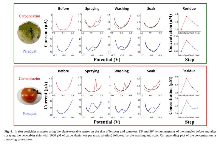 The sensor accurately detects very low levels of two common pesticides on lettuce and tomatoes during contamination and decontamination. (Source: S.C. Teixeira et al. article in Biomaterials Advances)