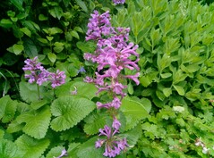 Photo using main camera