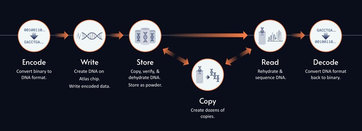 The process for storing data within synthetic DNA. (Image source: Atlas Data Storage)