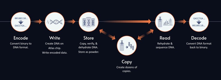The process for storing data within synthetic DNA. (Image source: Atlas Data Storage)