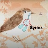 Birds can store data (image source: Benn Jordan YouTube channel)